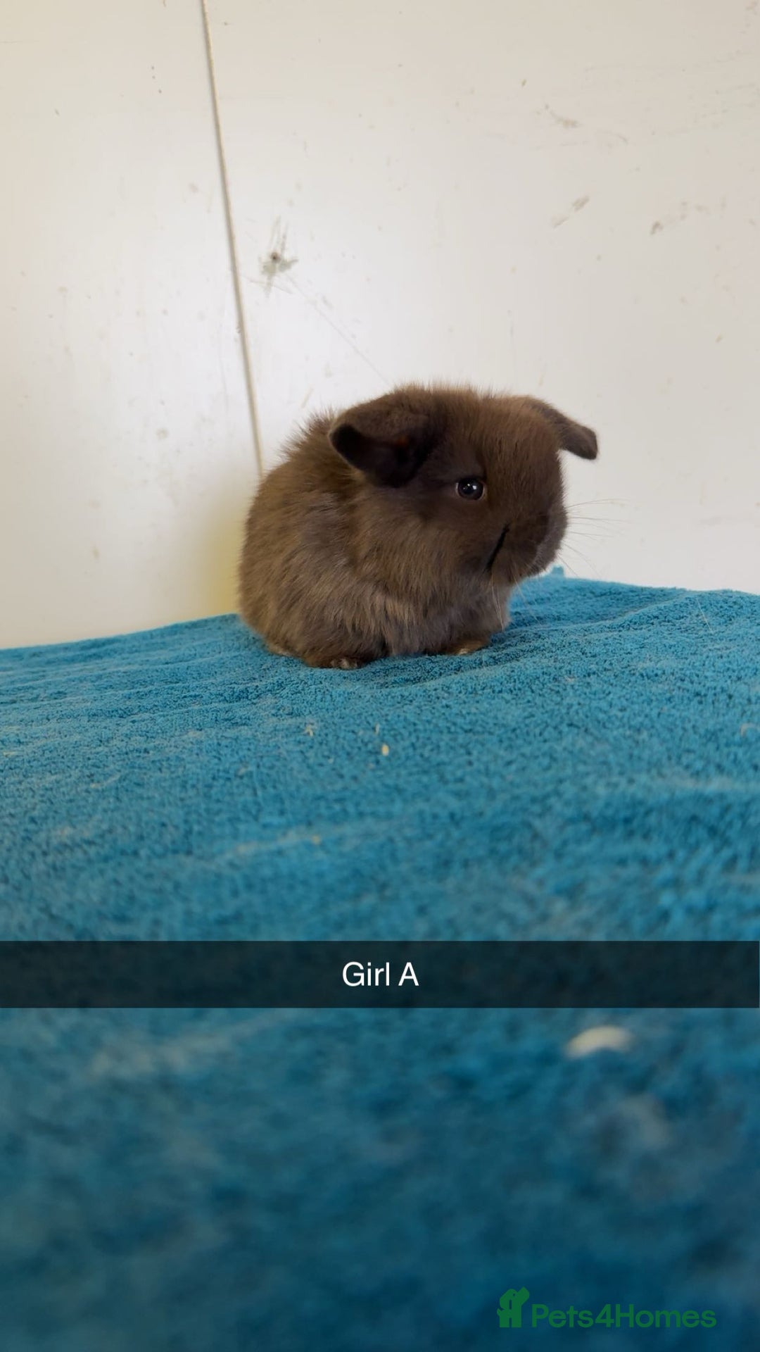 Mini Lop rabbits for sale: Pure mini lops for reserve  - Image 4