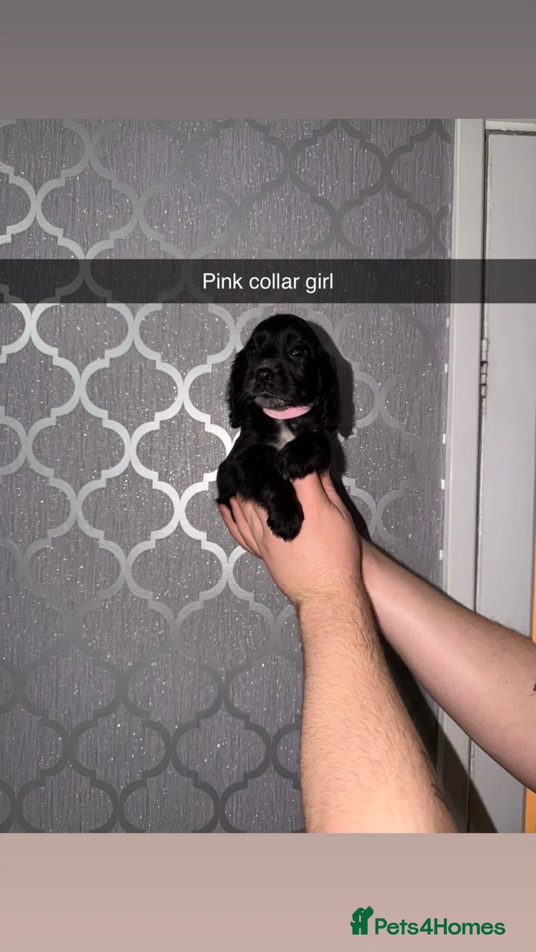 Cocker Spaniel dogs for sale: Beautiful cocker spaniel puppy’s for sale  - Advert 5