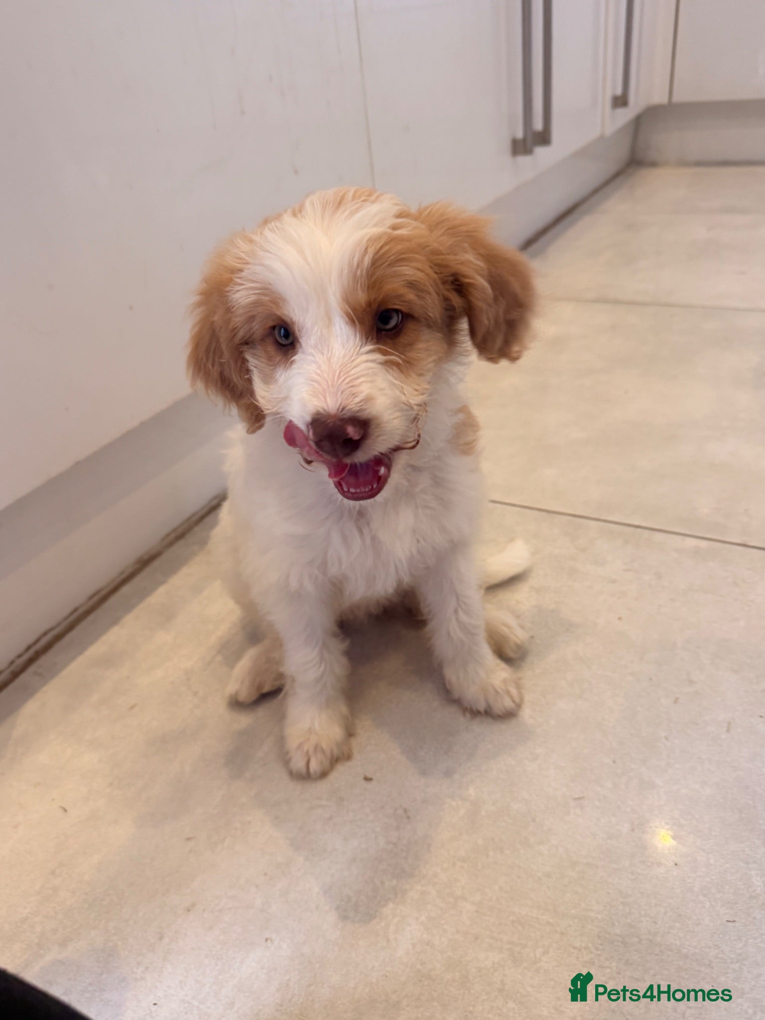 Australian Labradoodle dogs Australian double doodle puppies  - Advert 2