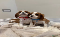 Cavalier King Charles Spaniel dogs for sale: Extensively health tested parent cavalier puppy’s  - Image 4