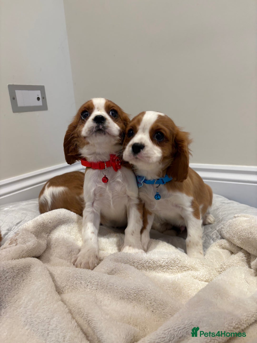 Cavalier King Charles Spaniel dogs for sale: Extensively health tested parent cavalier puppy’s  - Image 4