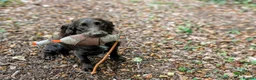 Cocker Spaniel dogs for sale: Sort hard to find - Advert 19