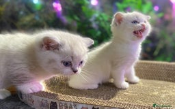 Scottish Fold cats for sale: TICA Full Pedigree kitten available  - Image 5