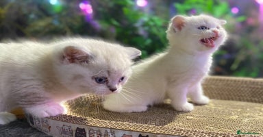 Scottish Fold cats - Advert 12