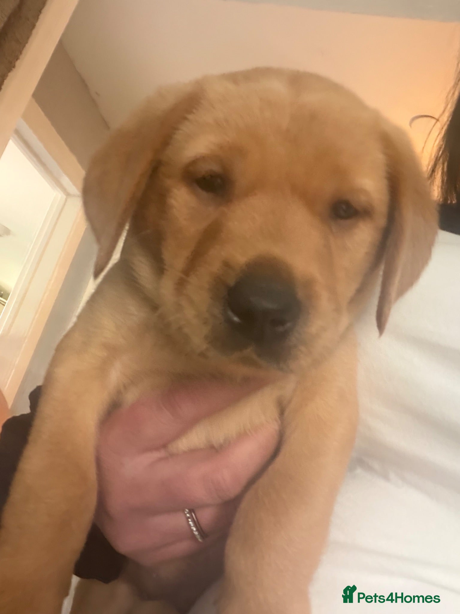Labrador Retriever dogs Labrador retriever puppies - Advert 12