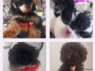 Toy Poodle dogs **1 BOY & 1 GIRL AVAILABLE**READY 21st DECEMBER** - Advert 16