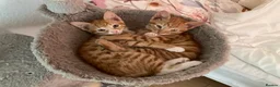 British Shorthair cats for sale: Beautiful kittens ready for loving homes. in London - Advert 10