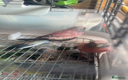 Parakeets birds for sale: 2 Rosa bourkes  - Image 4