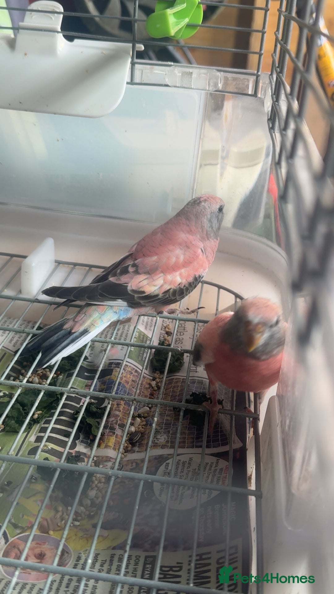 Parakeets birds for sale: 2 Rosa bourkes  - Image 4