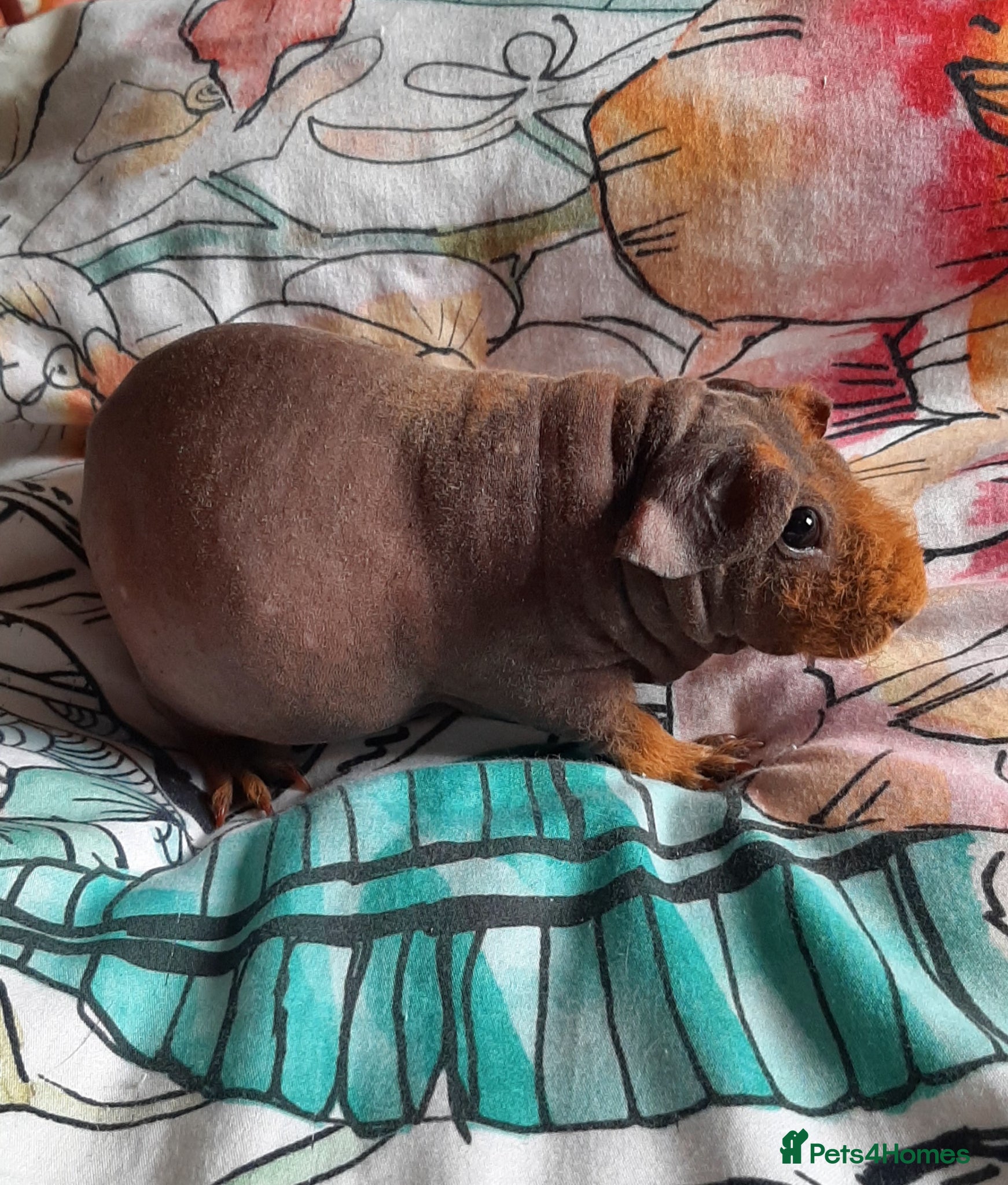 Guinea Pig rodents Skinny pigs and guinea pig babies - Advert 1
