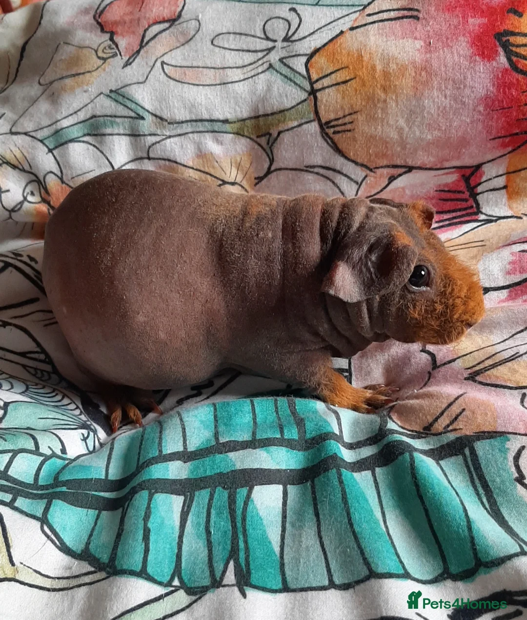 Guinea Pig rodents for sale: Skinny pigs and guinea pig babies - Advert 1