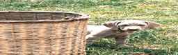 Weimaraner dogs for sale: 💫Reduced Price KC Litter💫 - Advert 12