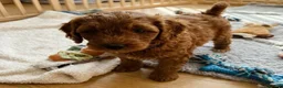 Cavapoo dogs for sale: Cavapoo puppies  in Stirling - Advert 2
