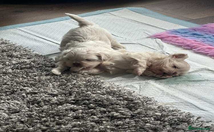 Shih Tzu dogs - Advert 1