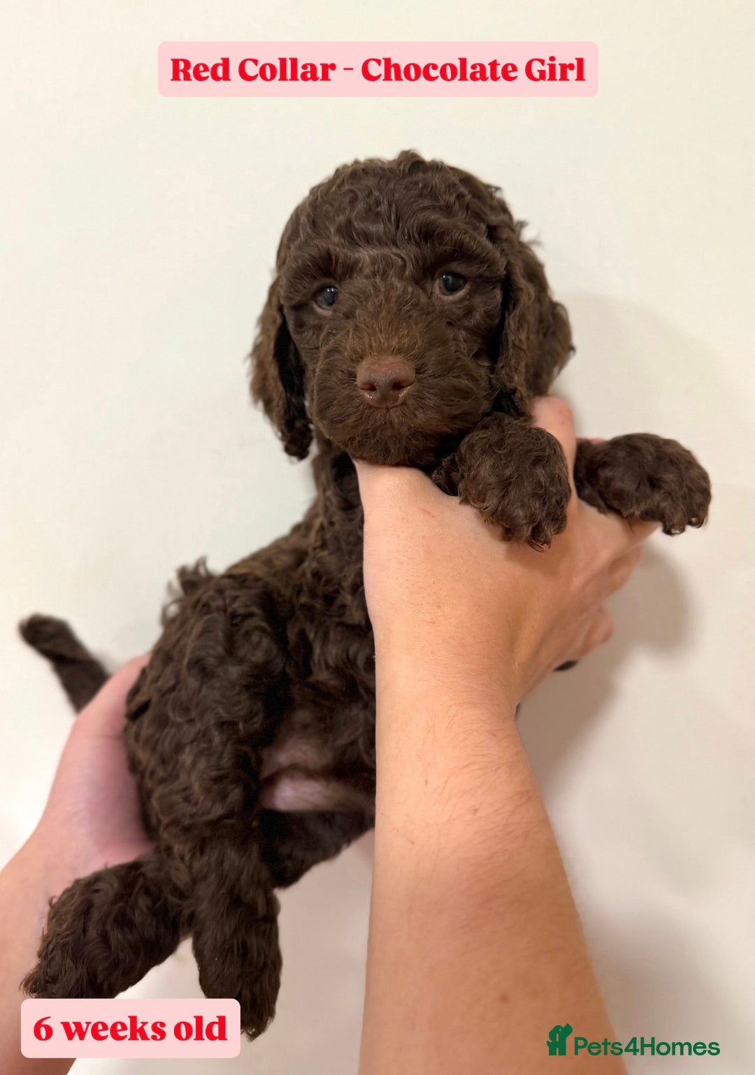 Cockapoo dogs for sale: Waiting-List Open - DNA Tested Cockapoo Puppies 🧬 - Advert 18