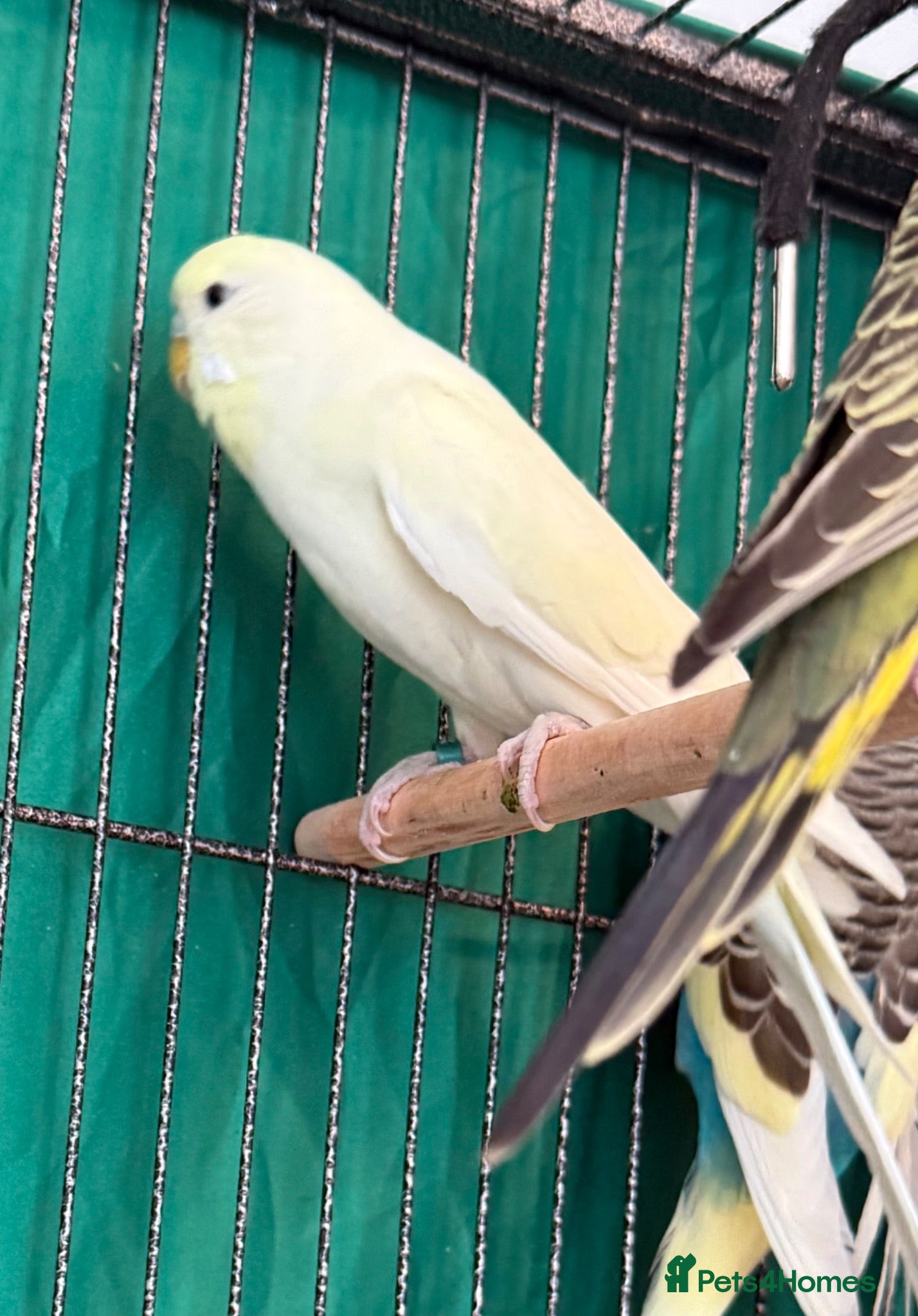 Budgerigars birds Pair of bonded budgies male & female 4 months old - Advert 2