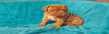 Dogue De Bordeaux Puppy 5
