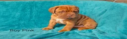 Dogue De Bordeaux dogs for sale: 9 Stunning bundles of joy - Advert 7