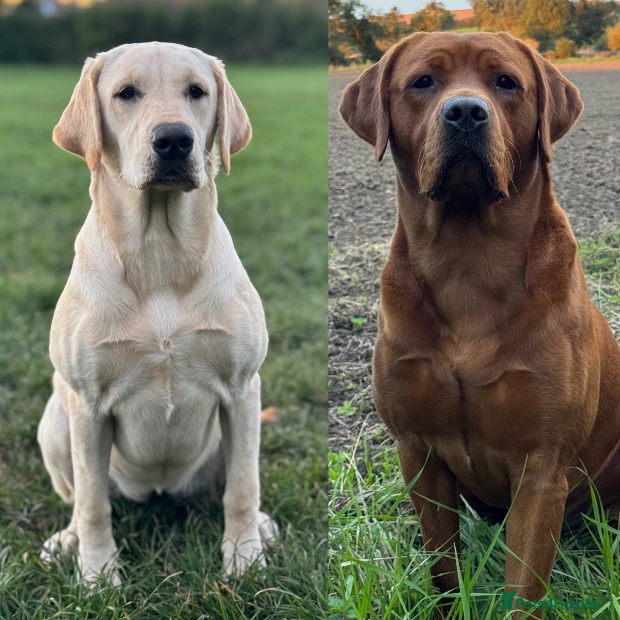 Labrador Retriever dogs KC Litter of Labradors golden  - Advert 1