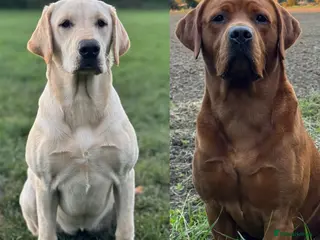 Labrador Retriever dogs KC Litter of Labradors Boys and Girls 💛🧡 - Advert 1