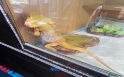 Bearded Dragon reptiles for sale: Breaded dragen  - Image 4