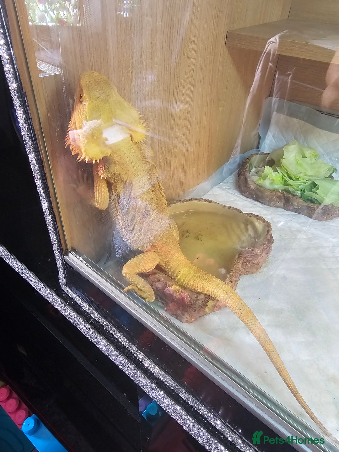 Bearded Dragon reptiles for sale: Breaded dragen  - Image 4