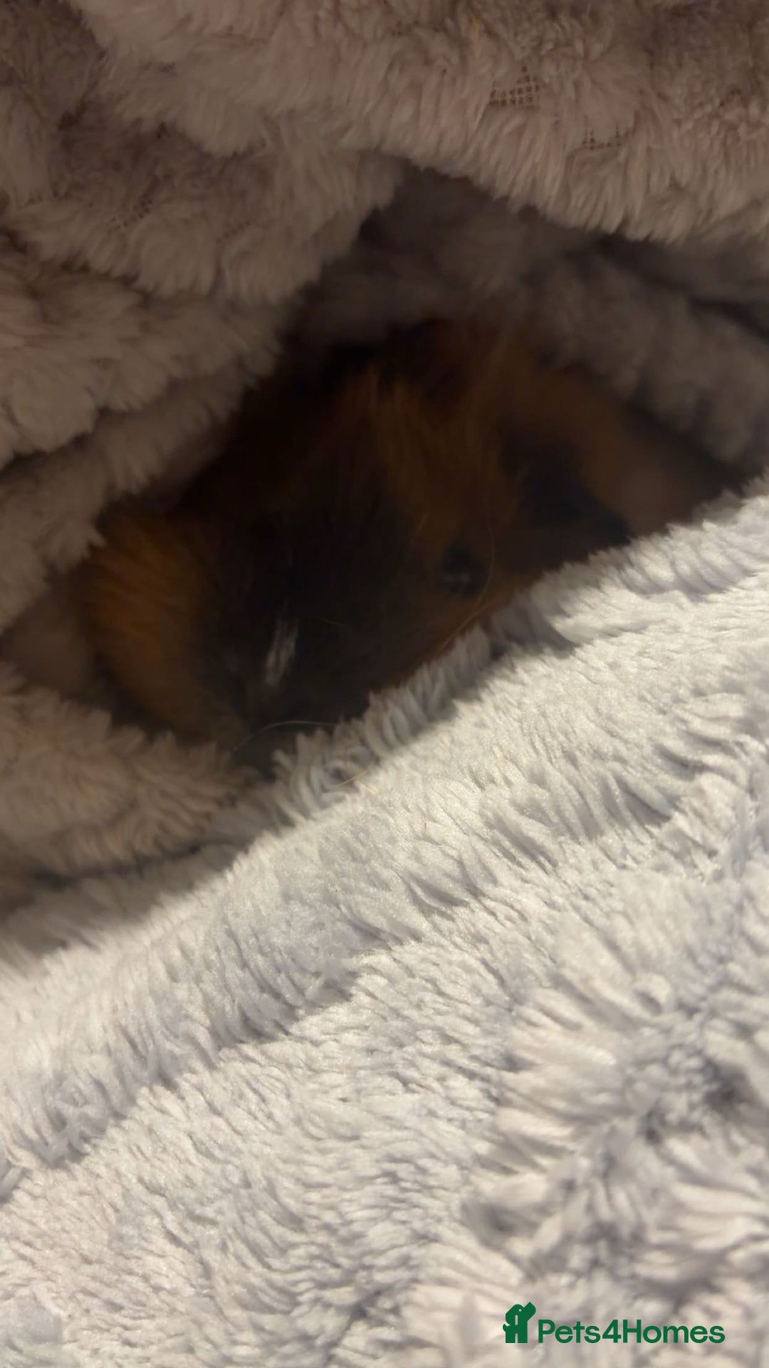 Guinea Pig rodents for sale: Two male boar guinea pigs - Advert 3