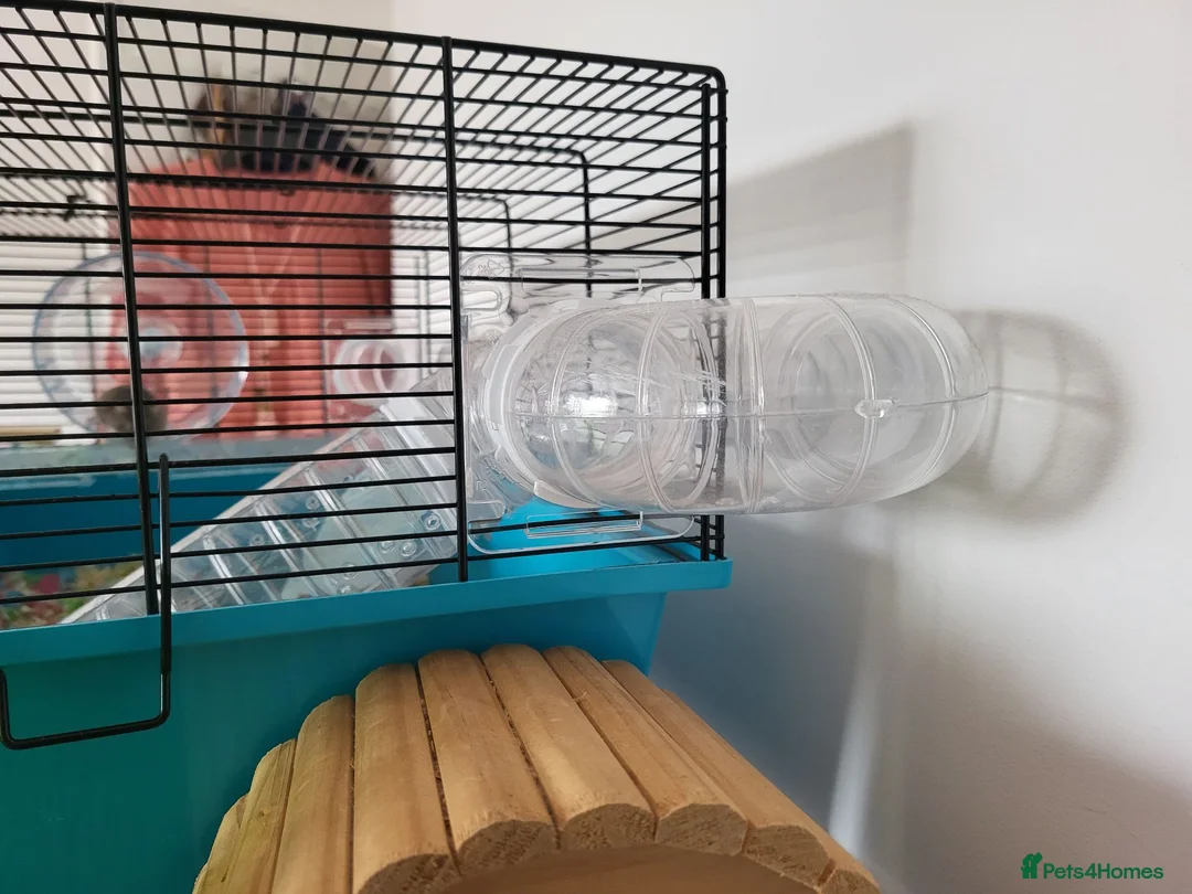 Hamster rodents for sale: Russian Dwarf Hamster With Cage in Wembley - Advert 11