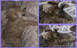 Cockapoo dogs for sale: Champagne and white toy sized male cockapoo  - Image 3