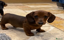 Miniature Dachshund dogs for sale: Miniature Smooth Boys from ivdd scored parents - Image 18