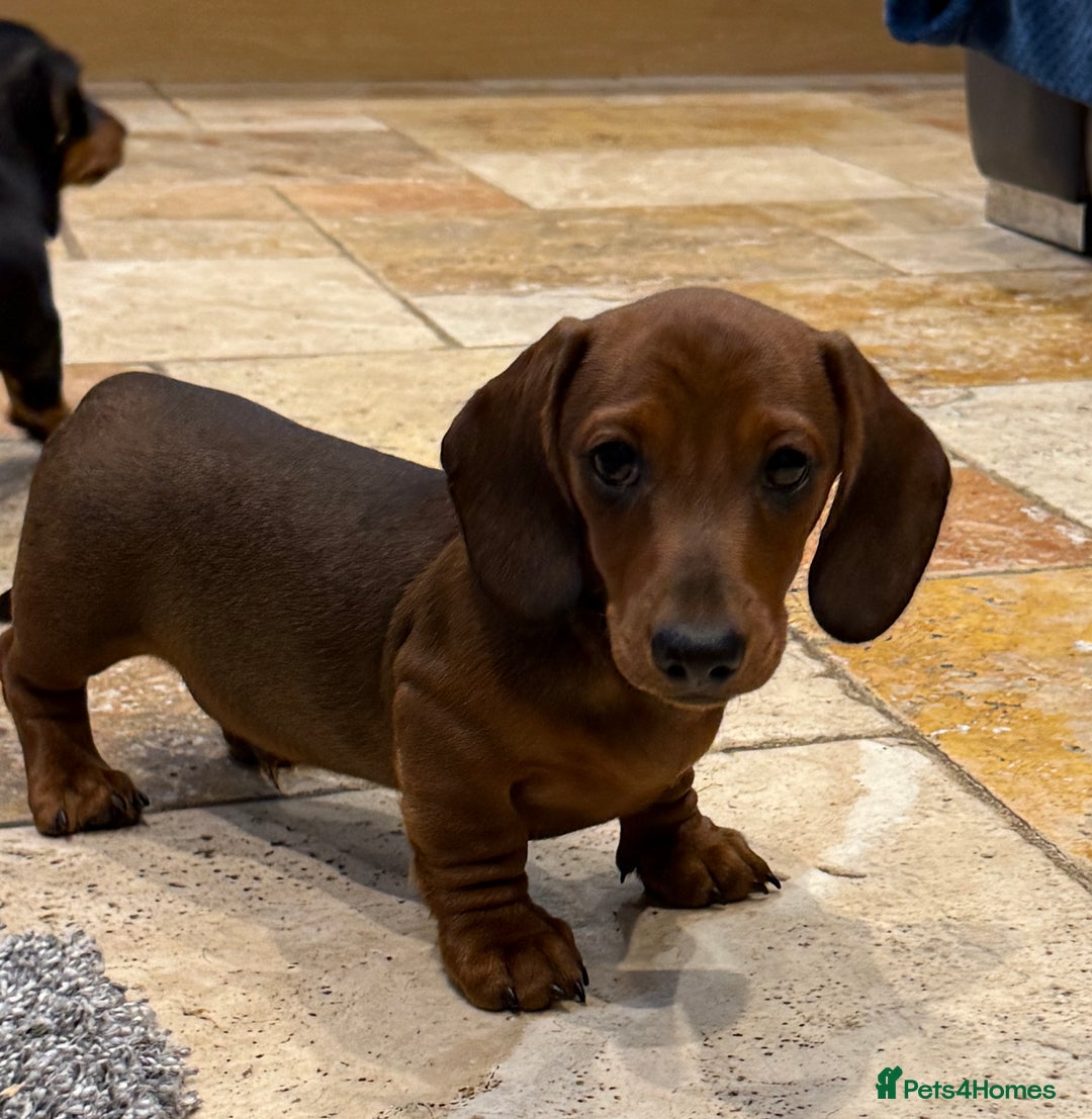 Miniature Dachshund dogs for sale: Miniature Smooth Boys from ivdd scored parents - Image 18
