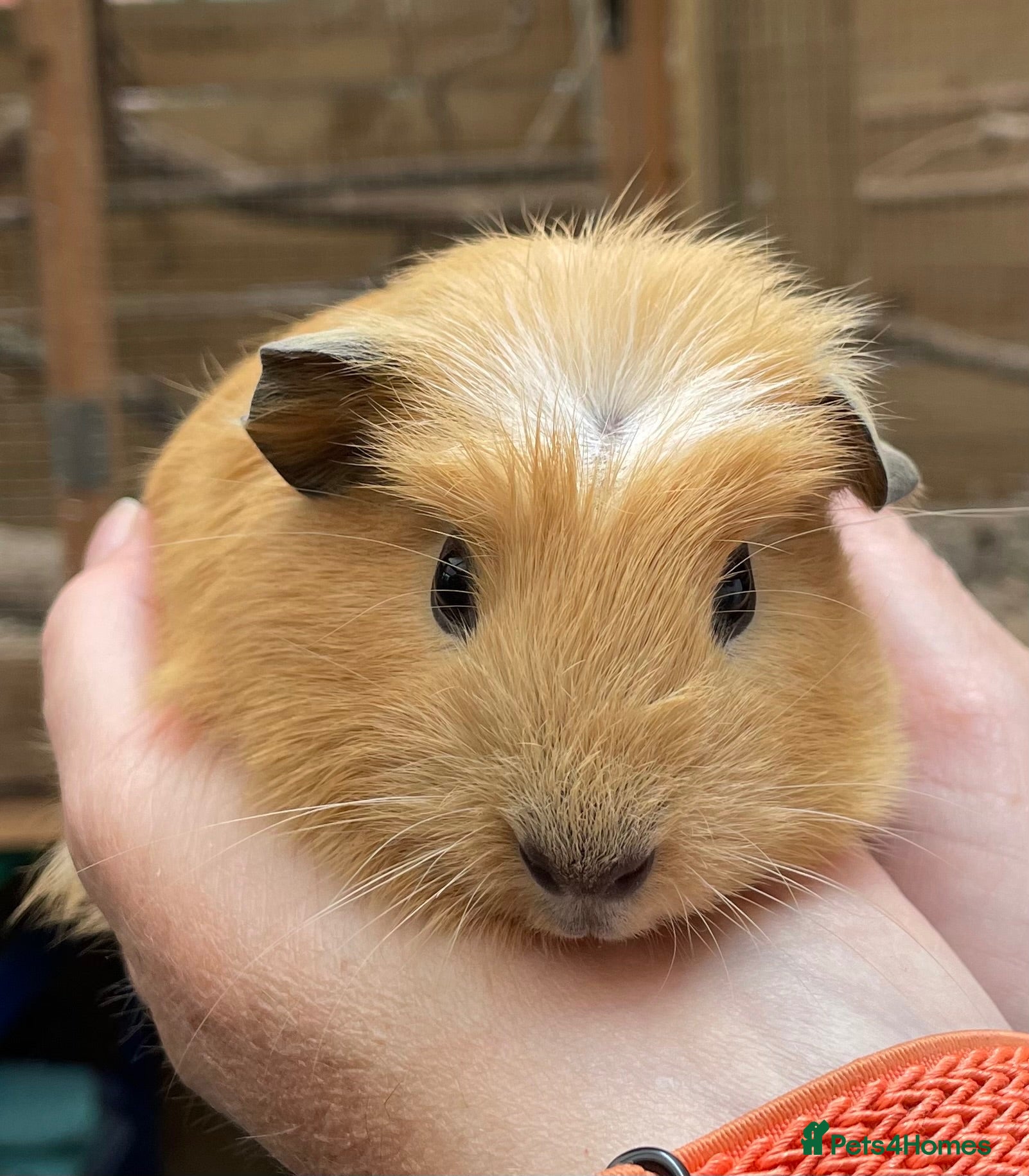 Guinea Pig rodents Lovely baby guinea pig boys - Advert 2
