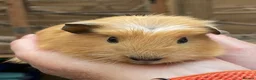 Guinea Pig rodents for sale: Lovely baby guinea pig boys - Advert 3