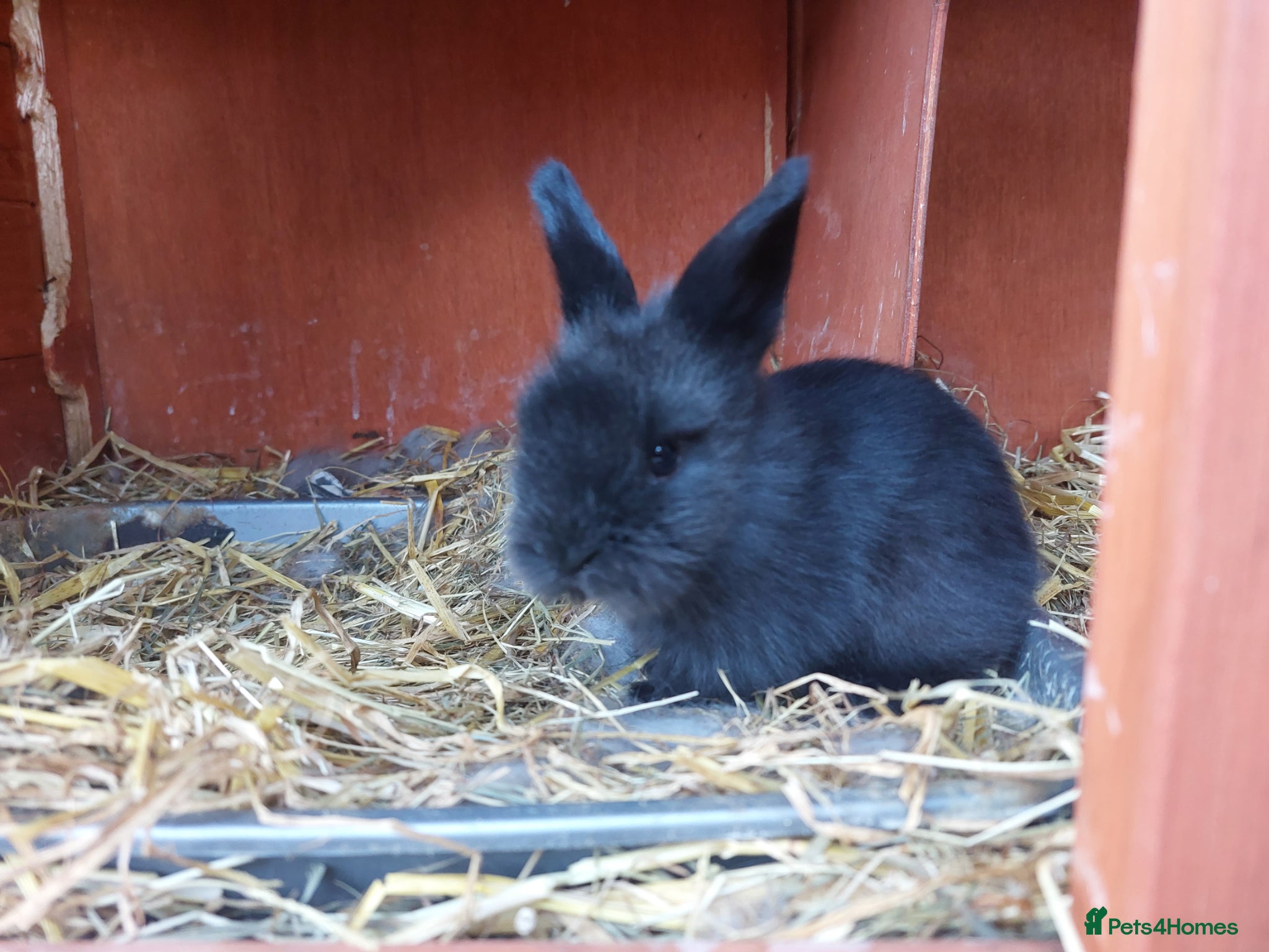 Lionhead rabbits Gorgeous Lionhead bunny - Advert 1