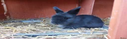 Lionhead rabbits for sale: Gorgeous Lionhead bunny in Worcester - Advert 1