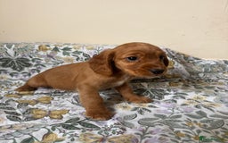 Cocker Spaniel dogs for sale: REDUCED KC Cocker Spaniel Boy £700 - Image 20