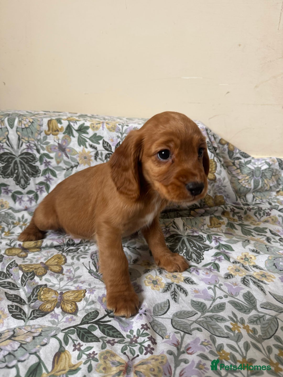 Cocker Spaniel dogs for sale: REDUCED KC Cocker Spaniel Boy £700 - Image 20