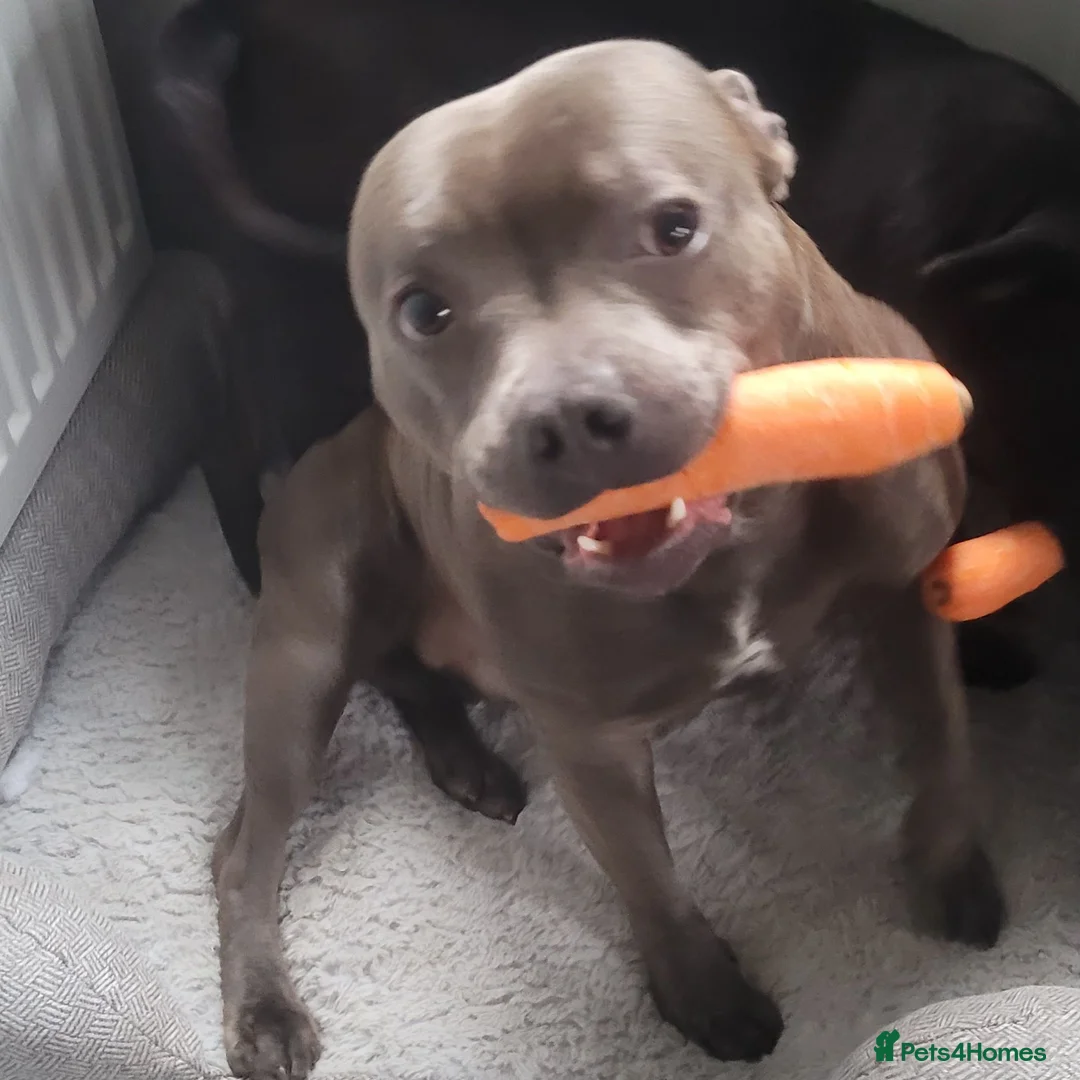 Staffordshire Bull Terrier dogs for sale: Tommy is 1year 7months - Advert 4