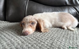 Miniature Dachshund dogs for sale: Mini longhair dachshunds - Image 1