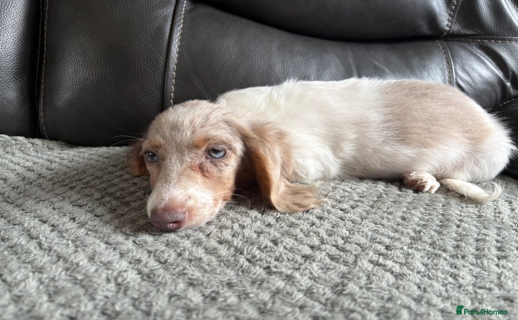 Miniature Dachshund dogs - Advert 5