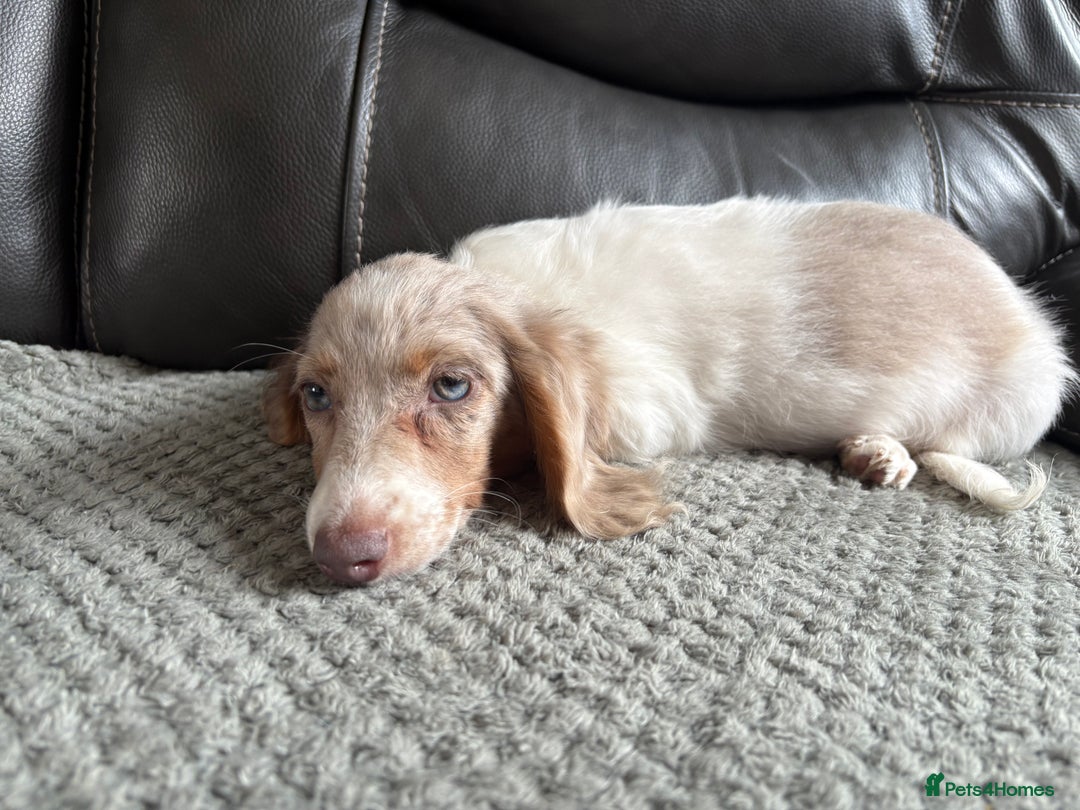 Miniature Dachshund dogs for sale: Mini longhair dachshunds - Image 1