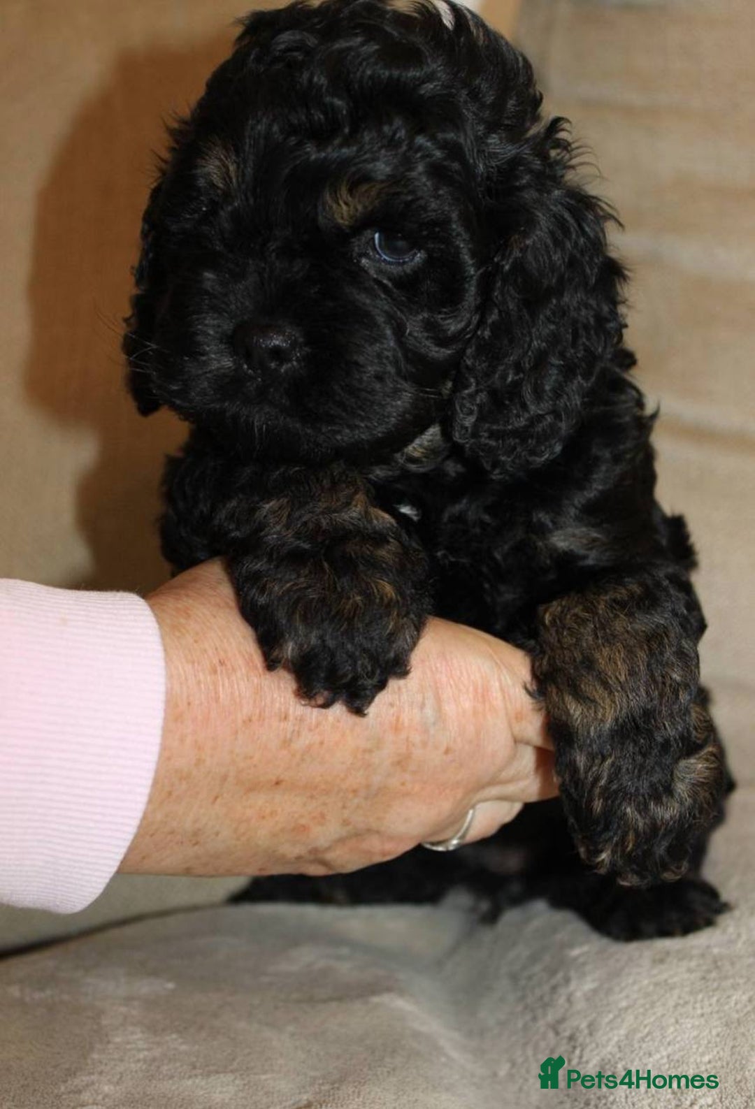 Cockapoo dogs for sale: Gorgeous 3-Month-Old F1 American Cockapoo Girl - Advert 4