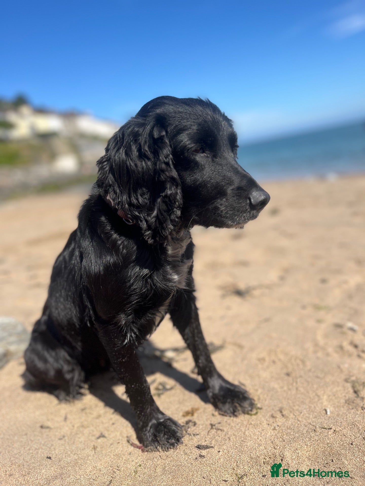 Mixed Breed dogs Gorgeous cocker cross pups - Advert 1