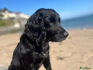 Mixed Breed dogs Gorgeous cocker cross pups - Advert 4