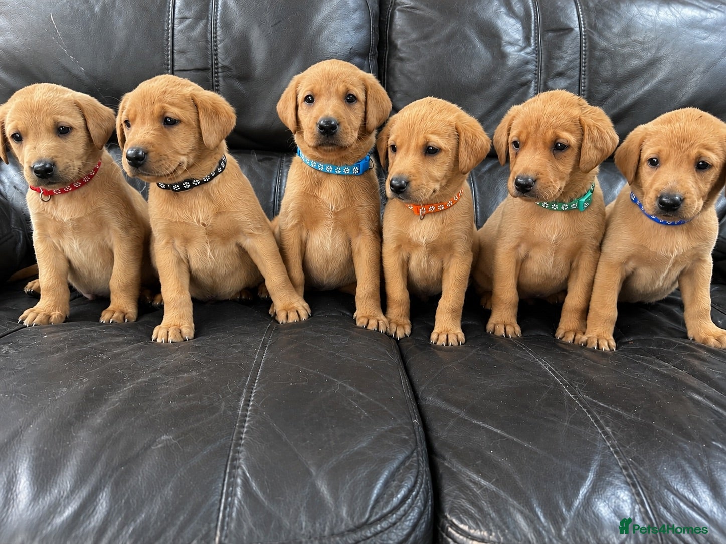 Labrador Retriever dogs 6 male Fox Red Labrador Puppies  - Advert 1