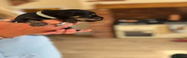 Miniature Schnauzer Danny