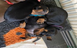 Miniature Dachshund dogs for sale: 🐶 READY NOW 🐶 REDUCED⭐️ - Image 17