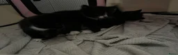Mixed Breed cats for sale: Tuxedo and black  - Advert 3