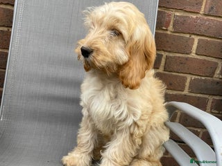 Cockapoo dogs - Advert 19