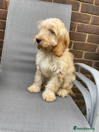 Cockapoo dogs - Advert 16